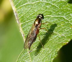 Twin-spot Centurion - Sargus bipunctatus - Flickr - gailhampshire by gailhampshire from Cradley, Malvern, U.K. Used under a CC BY 2.0 license.