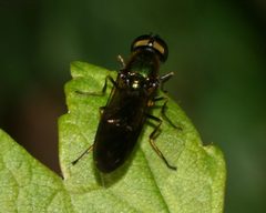 Sargus iridatus-cuprarius - Flickr - S. Rae by S. Rae from Scotland, UK. Used under a CC BY 2.0 license.