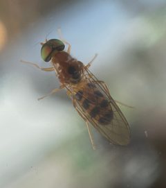 Sargus elegans by Mercedes-Fletcher. Used under a CC0 license.