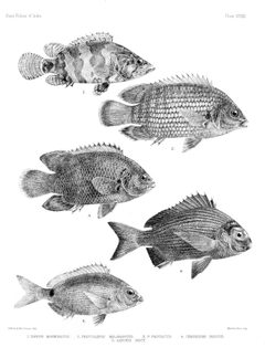 Fishes of India. Atlas. Plate XXXII by George Henry Ford
. Used under a Public domain license.