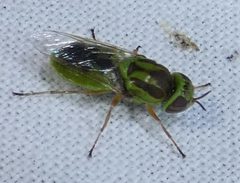 Hedriodiscus trivittatus by iNaturalist user: kcthetc1. Used under a CC0 license.