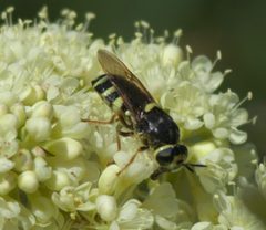 Stratiomys laticeps P1470809a by
xpda. Used under a CC BY-SA 4.0 license.