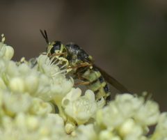 Stratiomys laticeps P1470811a by 
xpda. Used under a CC BY-SA 4.0 license.
