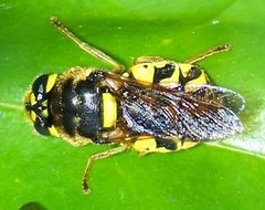 Stratiomys maculosa-1 by Eugene Zelenko. Used under a CC BY-SA 4.0 license.