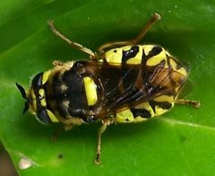 Stratiomys maculosa-2 by Eugene Zelenko. Used under a CC BY-SA 4.0 license.