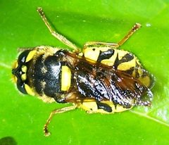 Stratiomys maculosa-3 by Eugene Zelenko. Used under a CC BY-SA 4.0 license.