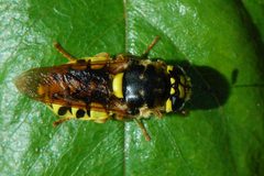 Stratiomys maculosa-Female-1 by Eugene Zelenko. Used under a CC BY-SA 4.0 license.