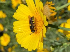 Stratiomys maculosa at Ballona bluffs by Jengod. Used under a CC BY-SA 4.0 license.