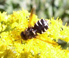 Stratiomys normula by Beatriz Moisset. Used under a CC BY-SA 4.0 license.