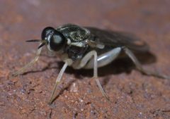 Solva pallipes P1590982a by
xpda. Used under a CC BY-SA 4.0 license.