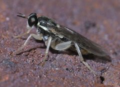 Solva pallipes P1590992a by 
xpda. Used under a CC BY-SA 4.0 license.