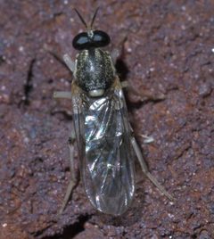 Solva pallipes P1590994a by 
xpda. Used under a CC BY-SA 4.0 license.