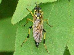 Xylomya terminalis by iNaturalist user: raffib128. Used under a CC0 license.