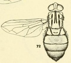 Brachyopa daeckei dorsal by C. HOWARD CURRAN. Used under a Public domain license.