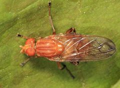 Brachyopa notata by Tom Murray. Used under a CC0 license.