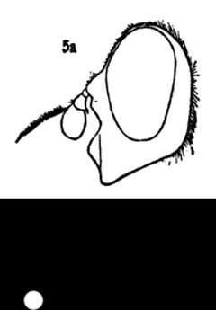 Brachyopa notata femal by Williston S.W.. Used under a Public domain license.