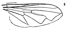 Brachyopa notata wing by Williston S.W.. Used under a Public domain license.