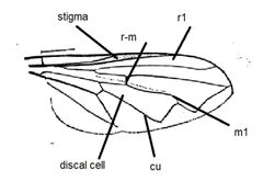 Brachyopa wing diagram 2 by Stephen Fox. Used under a CC BY-SA 4.0 license.
