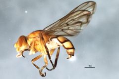 Brachyopia notata 1 by Megan Swan, Centre for Biodiversity Genomics. Used under a CC0 license.
