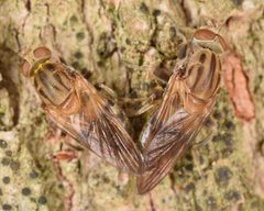 Brachyopa vacua pair by "Skitterbug". Used under a CC BY 2.5 license.