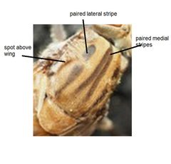 Brachyopa vacua thorax diagram 2 by Stephen Fox. Used under a CC BY-SA 4.0 license.