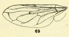 Chrysogaster antithea wing by C. HOWARD CURRAN. Used under a Public domain license.