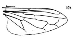 Chrysogaster antitheus wing by Williston S.W.. Used under a Public domain license.