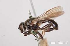 Myolepta nigra 1 by Talitta Simoes
Specimen from Department of Entomology, NMNH, Smithsonian Institutio. Used under a CC0 license.