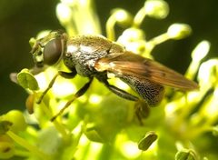 Myolepta strigilata 1 by James Kindt. Used under a CC BY 4.0 license.