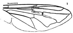 Myiolepta varipes wing by Williston S.W.. Used under a Public domain license.