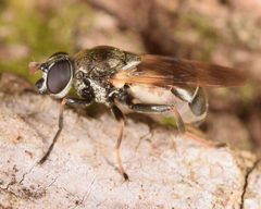 Myolepta varipes by Skitterbug. Used under a CC BY 2.5 license.