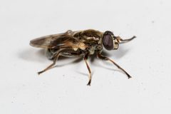 Myolepta varipes 2 by Meghan Cassidy. Used under a CC BY-SA 4.0 license.