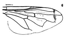 Orthonevra bellula by Williston S.W.. Used under a Public domain license.
