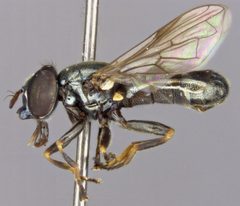 Orthonevra feei lateral male by Moran and Skevington. Used under a CC0 license.