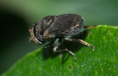 Orthonevra nitida P1410799a by 
xpda. Used under a CC BY-SA 4.0 license.