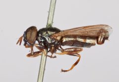 Orthonevra pulchella 1 by Talitta Simoes 

Specimen from Department of Entomology, NMNH, Smithsonian Institution. Used under a CC0 license.
