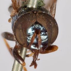 Orthonevra pulchella 2 by Talitta Simoes

Specimen from Department of Entomology, NMNH, Smithsonian Institution. Used under a CC0 license.