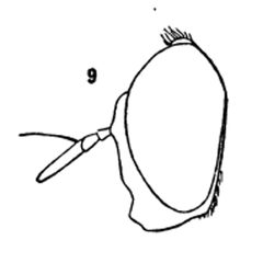 Orthonevra pulchella male by Williston S.W.. Used under a Public domain license.
