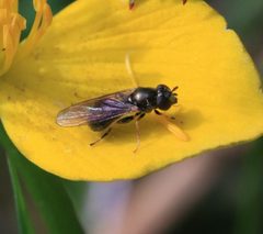 Neoascia tenur - Flickr - S. Rae by S. Rae from Scotland, UK. Used under a CC BY 2.0 license.