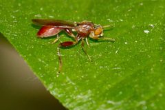Sphegina campanulata by psweet. Used under a CC BY-SA 4.0 license.