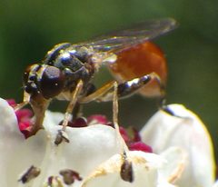 Sphegina rufiventris 1 by Ben Armstrong. Used under a CC BY 4.0 license.