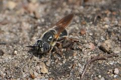 Callicera erratica 2 by C. Ben Schwamb. Used under a CC BY 4.0 license.