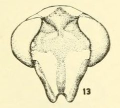 Ceriana abbreviata by C. HOWARD CURRAN. Used under a Public domain license.