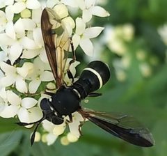Ceriana abbreviata 2 by Doug Macaulay. Used under a CC BY 4.0 license.