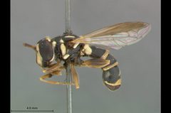 Ceriana ancoralis 1 by Rachel Osborn 

Specimen from Department of Entomology, NMNH, Smithsonian Institution. Used under a CC0 license.