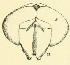 Ceriana ancoralis head by C. HOWARD CURRAN. Used under a Public domain license.