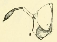Ceriana ancoralis lateral by C. HOWARD CURRAN. Used under a Public domain license.