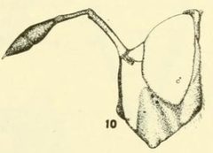 Ceriana tridens by C. HOWARD CURRAN. Used under a Public domain license.