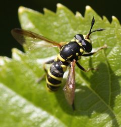 Ceriana tridens 1 by Andrew Meeds. Used under a CC BY 4.0 license.