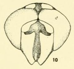 Ceriana tridens antennae removed by C. HOWARD CURRAN. Used under a Public domain license.